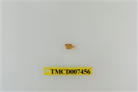 藏品(拉氏清溪蟹)的圖片